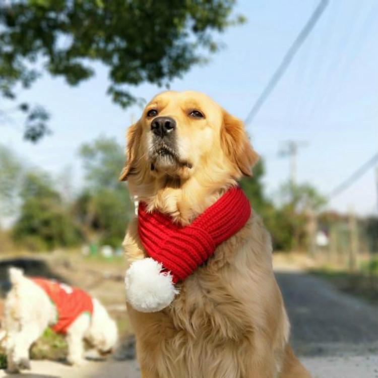 Pet Christmas Wool Scarf Dog Saliva Towel - Size M