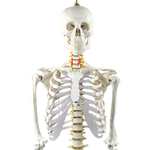 Human Skeleton Anatomical Model 180cm