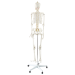 Human Skeleton Anatomical Model 180cm