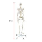 Human Skeleton Anatomical Model 180cm