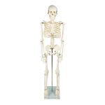 Anatomical 85cm Tall Human Skeleton with Stand Model - Medical Anatomy