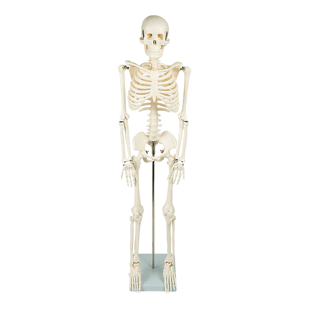 Anatomical 85cm Tall Human Skeleton with Stand Model - Medical Anatomy