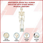 Anatomical 85cm Tall Human Skeleton with Stand Model - Medical Anatomy