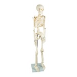 Anatomical 85cm Tall Human Skeleton with Stand Model - Medical Anatomy