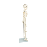 Anatomical 85cm Tall Human Skeleton with Stand Model - Medical Anatomy