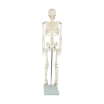 Anatomical 85cm Tall Human Skeleton with Stand Model - Medical Anatomy