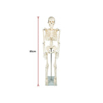 Anatomical 85cm Tall Human Skeleton with Stand Model - Medical Anatomy