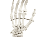 Hand Joint Anatomical Skeleton Model Human Anatomy Study Tool