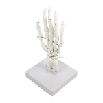 Hand Joint Anatomical Skeleton Model Human Anatomy Study Tool