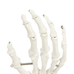 Hand Joint Anatomical Skeleton Model Human Anatomy Study Tool