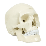 Life Size Anatomical Deluxe Human Skull Model Medical Skeleton Anatomy Replica