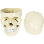 Life Size Anatomical Deluxe Human Skull Model Medical Skeleton Anatomy Replica