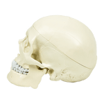 Life Size Anatomical Deluxe Human Skull Model Medical Skeleton Anatomy Replica