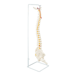 Life Size Flexible Vertebral Spine Pelvis & Femur Skeleton Model Anatomy Model
