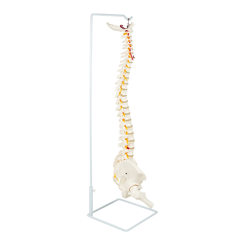 Life Size Flexible Vertebral Spine Pelvis & Femur Skeleton Model Anatomy Model
