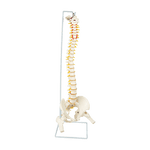 Life Size Flexible Vertebral Spine Pelvis & Femur Skeleton Model Anatomy Model